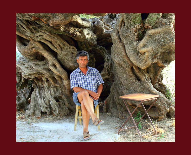 ältester Olivenbaum auf Zakynthos